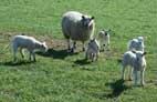 North Yorkshire Sheep