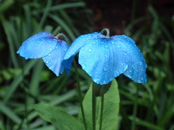 Wet and Dejected