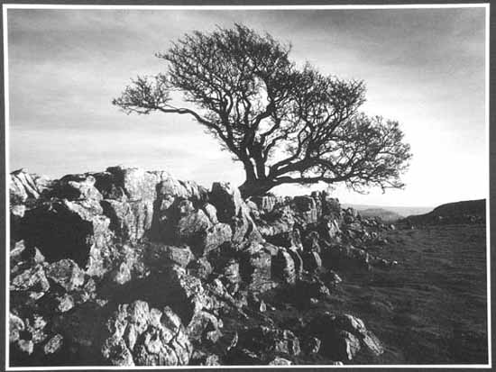 Lonely Tree