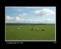 Sheep Grazing, Cold Kirby (North Yorkshire)