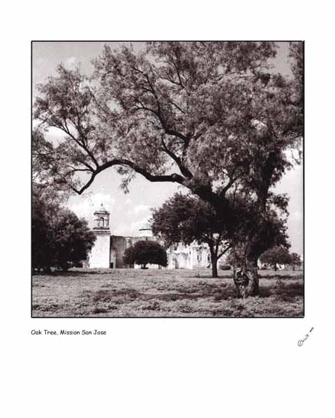 Oak Tree, Mission San Jose
