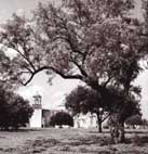 Oak Tree, Mission San Jose